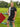 Self Locking Weightlifting Belt - Thundrbro